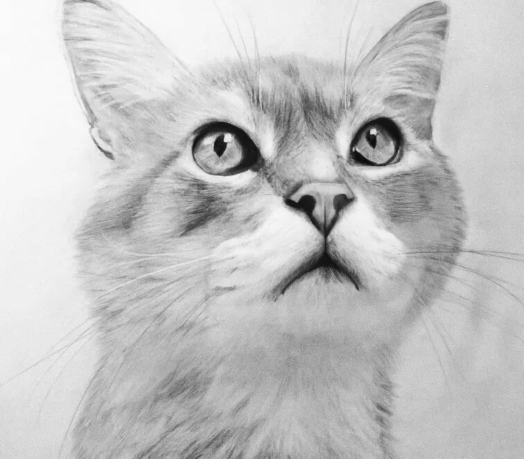Простые картинки кота. Кот карандашом. Рисунки котов карандашом. Красивые рисунки кошек карандашом. Кошка простым карандашом.